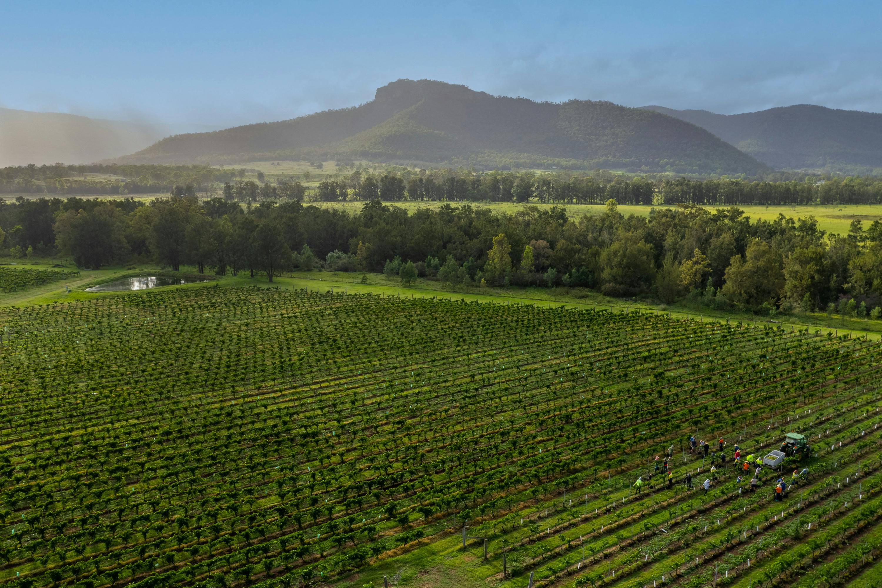 2024 vintage staff picking day vineyard ceres hill 01 EDIT jpg