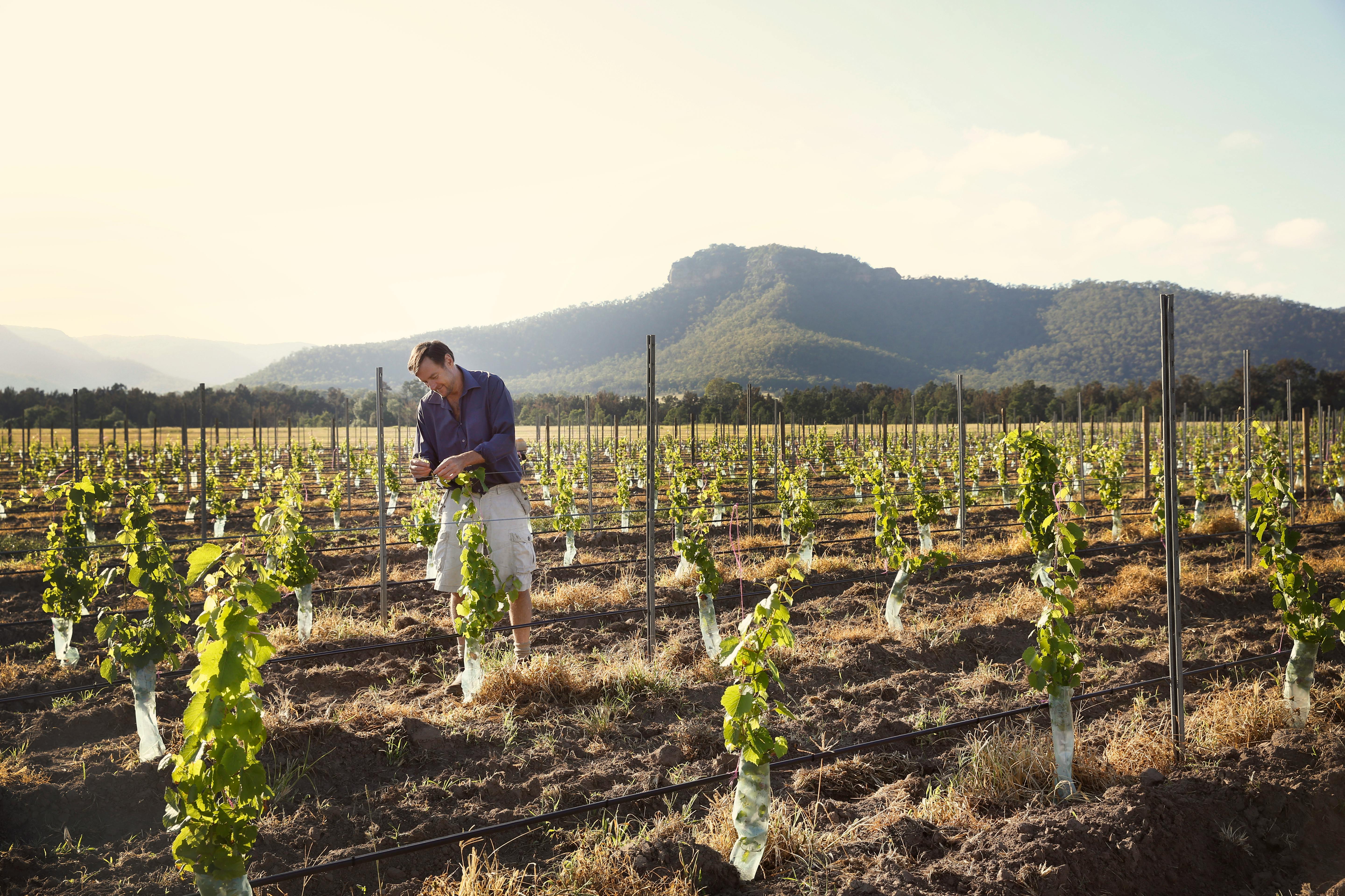 Margan Wines Photo by Elfes Images Copyright 0013