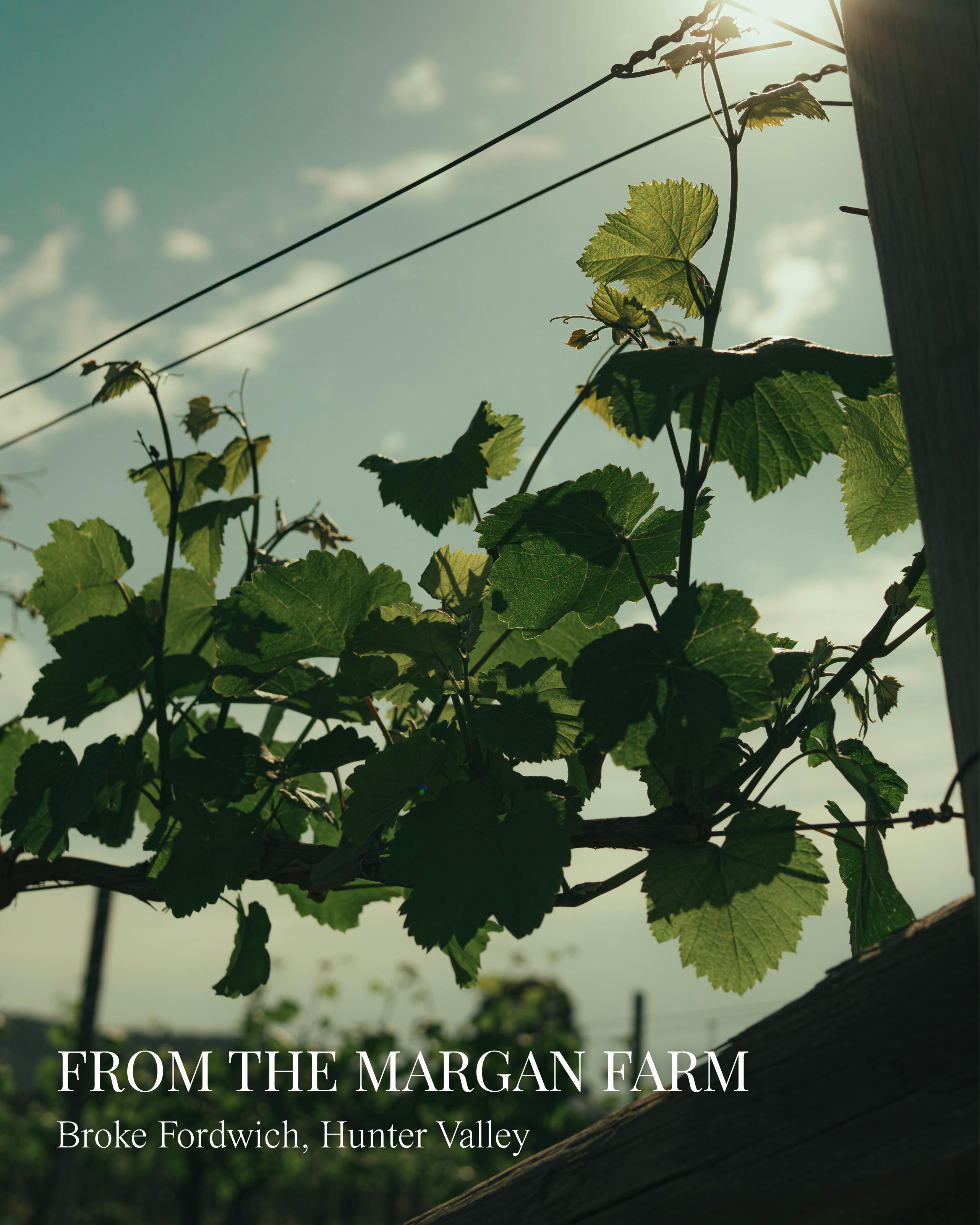 Ollie Margan and Alicia in Vineyard 3